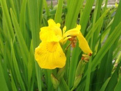 Ирис болотный (Iris pseudacorus) С2-С3