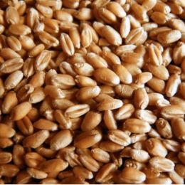 Пшеница фураж (40 кг)