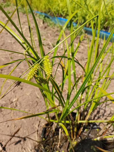 Осока Арнелла (Carex arnellii) С2-С3