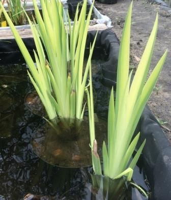 Ирис болотный пестрый (Iris pseudacorus Variegata) С2-С3