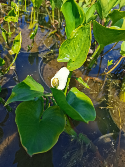 Белокрыльник болотный (Calla palustris) С2-С3