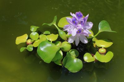 Водный гиацинт (Eichhórnia crássipes)