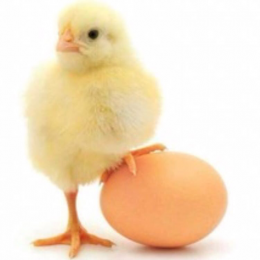 Комбикорм &quot;СТАРТЕР&quot; для молодняка яичной птицы Purina CPECIAL (2119) вес