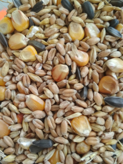 Зерносмесь (пшеница, ячмень, кукуруза дробл, семечка ) (40 кг)
